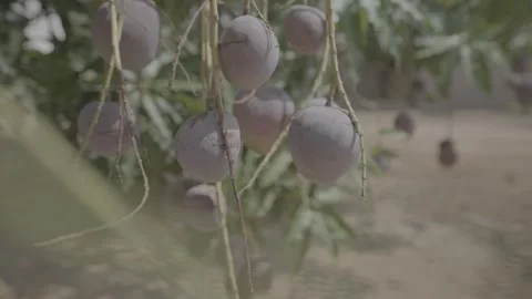 Focus pull from branch to dangling fruit in Sierra Leone 스톡 동영상 244737392