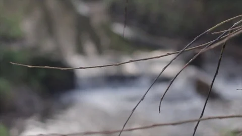 Focus pull from a branch to a flowing river 動画素材 80434770