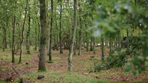 Focus pull from a branch in a forest when in the background a  hut was build Stock Footage 85216182