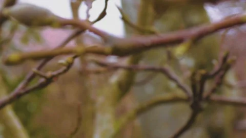 Focus pull on branches Stock Footage 89243101