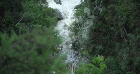 Focus pull from bush to flowing mountain river Stock Footage 277386228