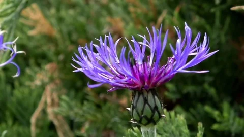 Focus pull: Bushes and shrubs in a garden, cornflower (centaurea cyanus) detail Stock Footage 76769983