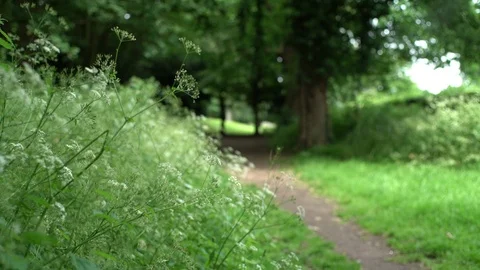 Focus pull from cow parsley to trees at the end of a footpath Video stock 126594549