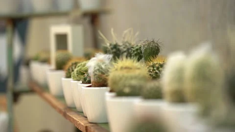 Focus pull of different types of cacti Stock Footage 140702161
