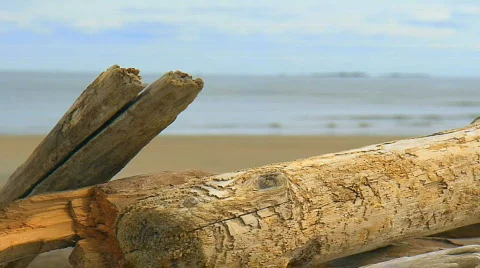 Focus pull driftwood to beach and ocean Stock Footage 538805