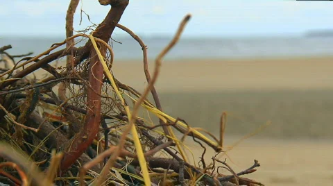 Focus pull from driftwood to sandy beach  Stock Footage 538771
