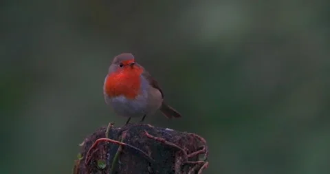 Focus pull on European Robin Stock Footage 334044387