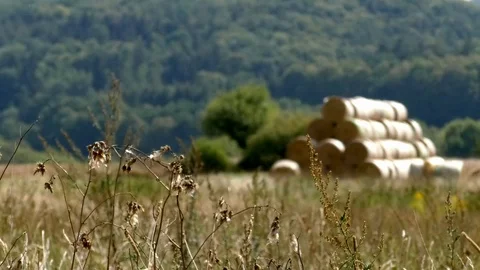 Focus pull: Field of dry agricultural plants, weeds and a pile of hay bales Video stock 94624299