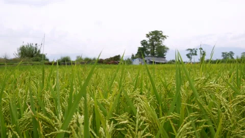 Focus pull on a field full of rice plant with grains almost matured to harvest Stock Footage 258635767