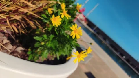 Focus Pull on Flowers with Blurred Port Background and Camera Pan, Spain Video stock 329119895