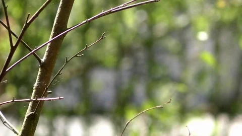 Focus pull: Focusing in on a small tree's branches from a grown over steel fence Stock Footage 76767164