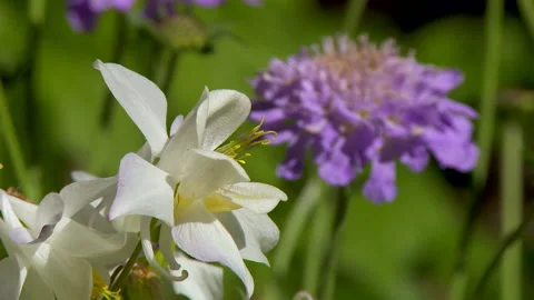 Focus pull Garden flowers white purple in breeze Stock Footage 130402130