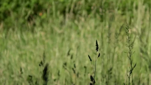 Focus pull: Grass in a meadow, bushes, other plants in the background, butterfly Stock Footage 76821424
