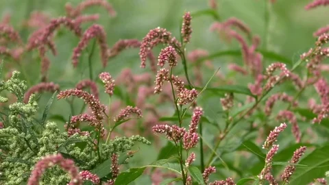 Focus pull: Green and mallow colored plants on a meadow moving in the wind Stock Footage 79597348