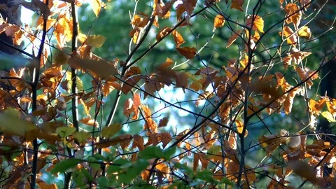 Focus Pull: Green, colorful and withered tree leaves on tree branches in autumn Stock Footage 97749429