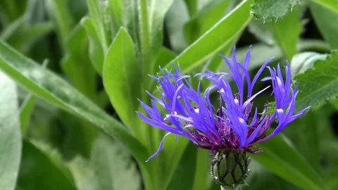 Focus pull: Green leaves and a cornflower (centaurea cyanus) moving in the wind Stock Footage 76769425