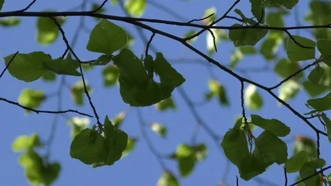 Focus pull: Green leaves of a beech tree moving in the wind, clear blue sky Stock Footage 76771273