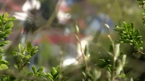 Focus pull: Green tree leaves and blossoming tree branches, blurred background Video stock 76768117