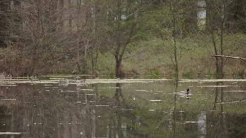 Focus pull from greylag geese to mallard drake on woodland pond. 4K 60fps. Vídeos de archivo 334202033
