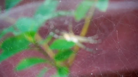 Focus pull to hide and reveal large Orb weaver tent web spider, close up Stock Footage 144418711