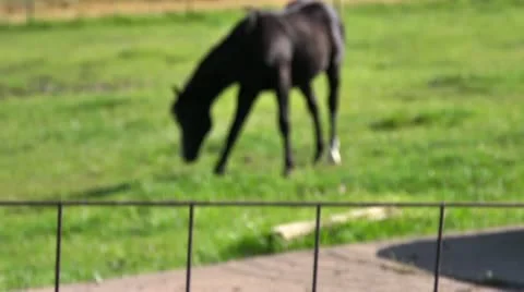 Focus Pull to horse grazing in a meadow Stock Footage 11516080