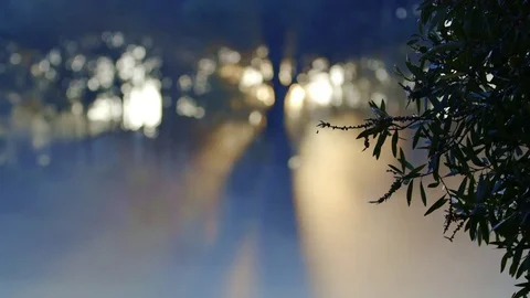 Focus Pull Leaves to Forest Stock Footage 74690900