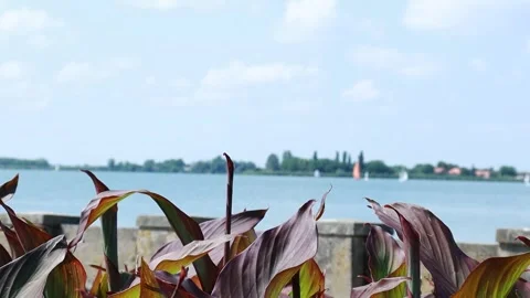 Focus Pull from Lush Green Leaves to Calm Blue Lake with Sailboat 스톡 동영상 333554026