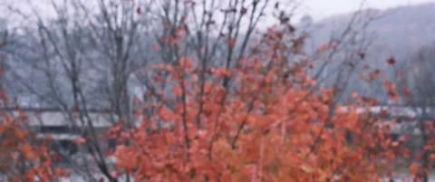 Focus Pull of Orange Leaves on a Snowy Day Stock Footage 317649115