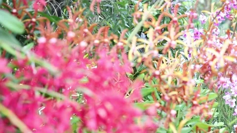 Focus pull of Orchids in Singapore Botanic Gardens Stock Footage 131228132