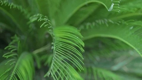 Focus Pull over Palm Tree Leaf as it Blows in the Wind, Slow Motion, 1080p HD Stock Footage 86875512