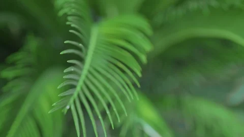 Focus Pull over Palm Tree Leaf as it Blows in the Wind, Slow Motion, 1080p HD Stock Footage 86881580