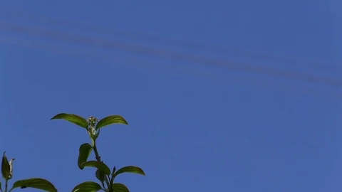 Focus pull: Power lines and a green plant in front of a clear blue sky Stock Footage 76768574