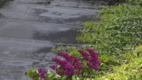 Focus Pull: raindrops falling on flat roof covered with ivy, common lilac, windy Stock Footage 107086725