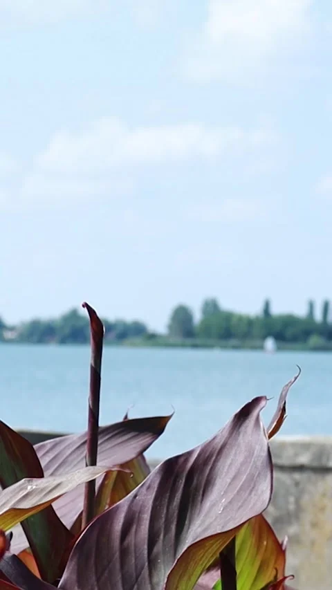 Focus Pull from Red Canna Lilies to Boat on Palic Lake Stock Footage 333554470