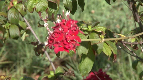 Focus pull of a red flowering plant Stock Footage 310540867