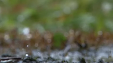 Focus Pull on Red Moss 库存影片 12379754