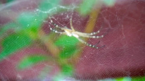 Focus pull to reveal large tent spider with intricate web, close up, Australia Stock Footage 144418681