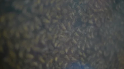 Focus Pull reveals busy Bee Hive at County Fair Stock Footage 92756267