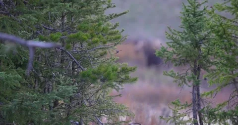 Focus pull reveals female moose grazing in forest Stock Footage 341529657