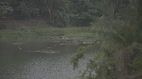 Focus pull of river and trees Stock Footage 244737154