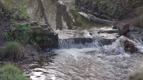 Focus pull from a river bank to a branch Stock-Footage 80434530