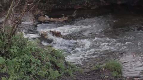 Focus pull from a river bank to a flowing river Stock-Footage 80434238