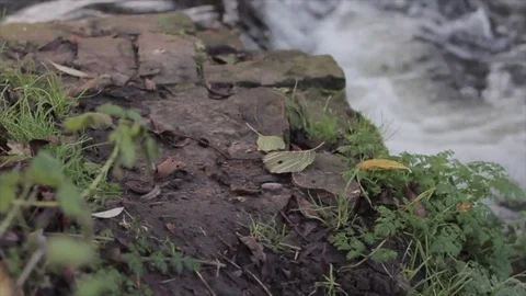 Focus pull from a river bank to a flowing river Stock Footage 80434791