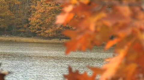 Focus pull from river to fall-colored leaves Stock Footage 759238
