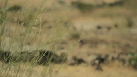 Focus pull in rural Ethiopia Stock Footage 169666310