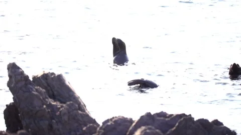 Focus pull on seals. Stock Footage 132370554