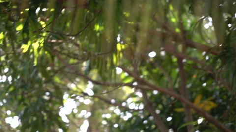 Focus pull shot into the leaves in a forest Stock Footage 224545323