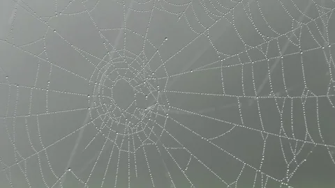 Focus pull: Silk strands of a cobweb with droplets, whole spiderweb with dew 库存影片 79596788