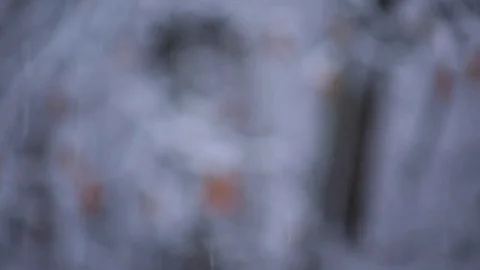 Focus pull on Snow falling on Branch with orange Leaves in the woods. Видео 76503509