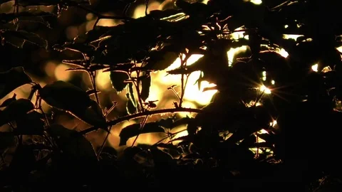 Focus pull: Soft, golden light at sunset seen through bushes, golden glow Stock Footage 76778662
